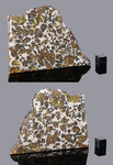 IMILAC - Found 1822, Atacama Desert, Chile. Pallasite. Total mass 920 kg. - Slice gr.88.2 - € 3.500,00