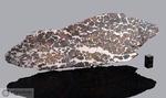 SEYMCHAN - Recuperata nel 1967, Seymchan, Distretto Magadan, Russia. Pallasite. Massa totale recuperata 362.3 kg. Pezzo in collezione: fetta con olivine gr.826 (McM635)