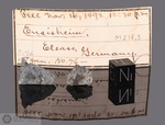 ENSISHEIM - Caduta il 7 Novembre 1492, Alsazia, Francia. Chondrite LL6 amphoterite breccia. Massa totale recuperata 127 kg. Pezzo in collezione: fetta gr.1.1 (McM081) fetta gr.0.46 (McM488) dalla collezione Monnig.
