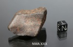 NWA XXX
