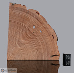Legno di Tunguska - Sezione di 10x9 cm. (McMIM001)