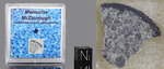 McDonough - Fall 26 June 2025, Georgia, USA. Chondrite L6. Total mass 5.39 kg. - Slice with crust from specimen found in a pool gr.0.11 - € 50,00