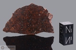 FORREST (B) - Recuperata nell’Ottobre 1980, Australia. Chondrite L6. Massa totale recuperata 26 kg. Pezzo in collezione: fine pezzo gr.20.7 (McM089)