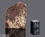 NWA 788 - Recuperata nel 2000, Marocco, Africa. Chondrite L6 Breccia. Massa totale recuperata 12.93 kg. Pezzo in collezione: fine pezzo gr.35.4 (McM439) 