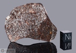 NWA 900 - Recuperata nel 2001, Erfoud, Marocco, Africa. Chondrite L3/6 brecciata. Massa totale recuperata 616 grammi. Pezzo in collezione: fetta gr.21.9 (McM523)