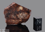 NWA 976 - Recuperata nel 2001, Erfoud, Morocco, Africa. Chondrite L5. Massa totale recuperata 170 grammi. Pezzo in collezione: fetta gr.22.6 (McM528) 