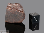 NWA 1557 - Recuperata nel 2002, Erfoud, Morocco, Africa. Chondrite L/LL6. Massa totale recuperata 124 grammi. Pezzo in collezione: fine pezzo gr.26.7 (McM173)