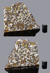 IMILAC - Found 1822, Atacama Desert, Chile. Pallasite. Total mass 920 kg. - Slice gr.88.2 - € 4.000,00