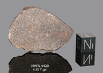 NWA 4428 - Found 2006, Morocco, Africa. Chondrite H4. Total mass 301 grams. - Slice gr.4.617 - € 9,23