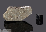 NWA 2180 - Recuperata nel 2003, Marocco, Africa. Chondrite Carbonacea CV3. Massa totale recuperata 369.3 grammi. Pezzo in collezione: massa maggiore gr.51.4 (McM591) 