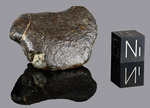 NWA 869 - Found 2000, Erfoud, Morocco, Africa. Chondrite L4/6. Total mass over 2000 kg. - Fragment gr.27.7 - € 27,70