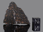 NWA 6368 - Found 2009, Morocco, Africa. Carbonaceous chondrite CV3. Total mass 6 kg. - End piece gr.20.3 - € 121,80