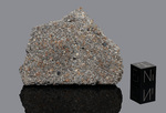 SARATOV - Fall 6 September 1918, Donguz, Penza, URSS. Chondrite L4. Total mass 328 kg. - Slice gr.28 - € 381,16