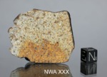 NWA XXX