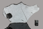 GIBEON - Recuperata nel 1836, Great Nama Landa, Namibia, Africa. Siderite Octahedrite IVA. Massa totale recuperata oltre le 26 tonnellate. Pezzo in collezione: fetta con nodulo di troilite gr.176 (McM664)