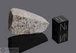 HOMESTEAD - Caduta il 12 Febbraio 1875, Contea Iowa, Iowa, USA. Chondrite L5 Brecciata. Massa totale recuperata 226.8 kg. Pezzo in collezione: fine pezzo con crosta gr.13.7 (McM396) 