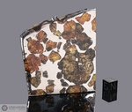 ESQUEL - Recuperata nel 1951, Chubut, Argentina. Pallasite. Massa totale recuperata 1500 kg. Pezzo in collezione: fetta gr.51.6 (McM515)