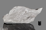 SEYMCHAN - Recuperata nel 1967, Seymchan, Distretto Magadan, Russia. Pallasite.Massa totale recuperata 362.3 kg. Pezzo in collezione: fetta senza olivine gr.736 (McM622) 