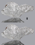 SEYMCHAN - Found 1967, Magadanskaya oblast', Russia. Pallasite, PMG. Total mass 323.3 kg - Slice gr.1014 - € 2.600,00