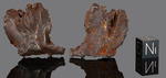 SIKHOTE ALIN - Fall 12 February 1947, Maritime Territory, Federated SSR, URSS. Iron Octahedrite IIB. Total mass 23000 kg.+. - Fragment gr.29.8 - € 119,20